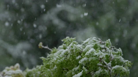 CLOSE UP: Young green tree twig covered with snow in off-season spring snowfall Vídeos de archivo 68593539