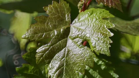 Close up of a young green vine leaf sway with the wind in spring Stock Footage 138933203