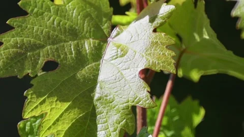 Close up of a young green vine leaf sway with the wind in spring Stock Footage 138935260