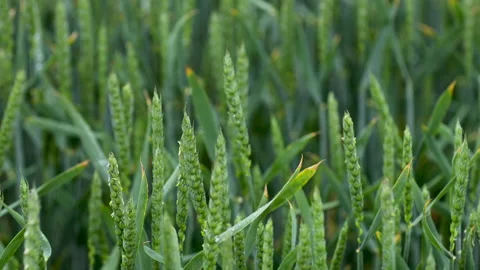 Close up of young green wheat germ. Raindrop. Heavy rain over the field.  Gre Stock Footage 131321487