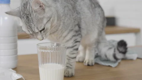 Close up Young grey cat sticking his head in a glass to reach milk Video stock 170767780