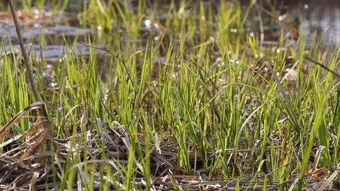 Close-up of a young growing grass in a forest pond Stock Footage 90011850