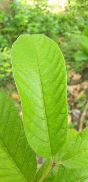 A close up of a young guava green leaf on a tree. Fresh green color of guava tre Stock Photos