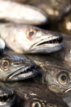 Close up of young hakes Stock Photos