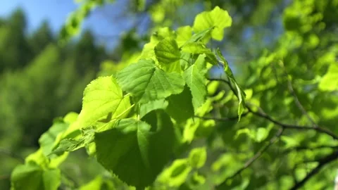 Close-up of young hazelnut tree leaves fluttering in wind Stock Footage 341455228