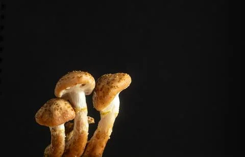 Close-up of young honey mushrooms on an black background. Blur and selective Stock Photos