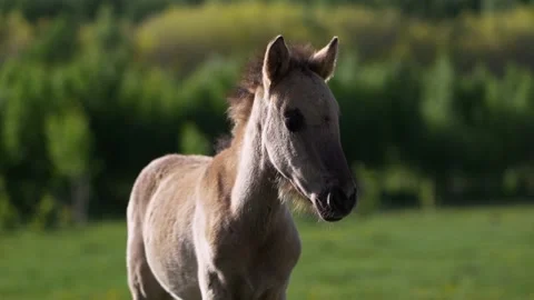 Close-up of a young horse looking into the camera. 스톡 동영상 197051842