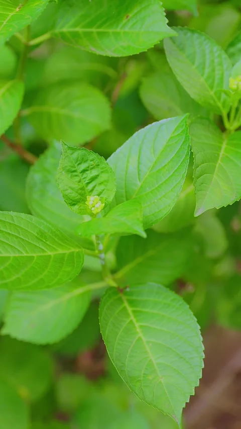 Close up of a young hydrangea flower bud surrounded by green leaves Stock Footage 337678719