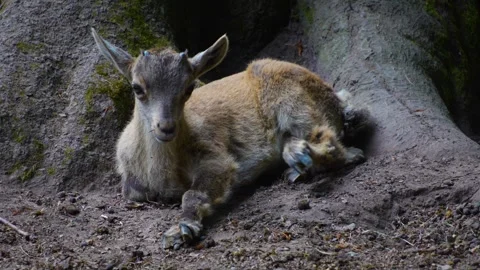 Close up of an young ibex Stock Footage 277531423