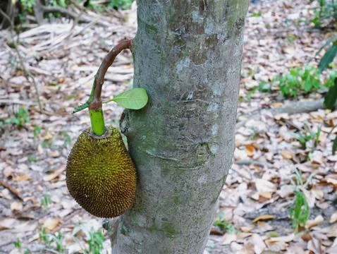 Close-up Young Jack Fruit on the Tree Stock Photos