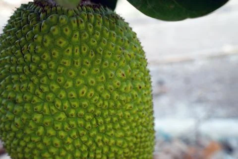 Close-up of the young jackfruit fruit on the jackfruit tree in the garden Stock Photos