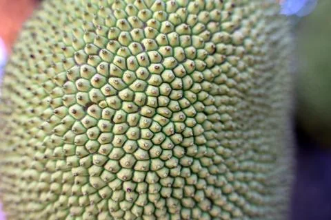 Close-up of the young jackfruit fruit on the jackfruit tree in the garden Stock Photos
