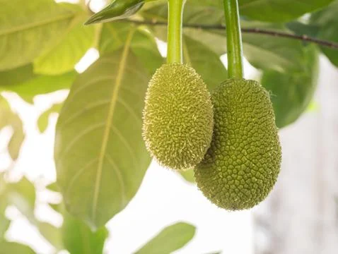 Close up young jackfruit Foto stock
