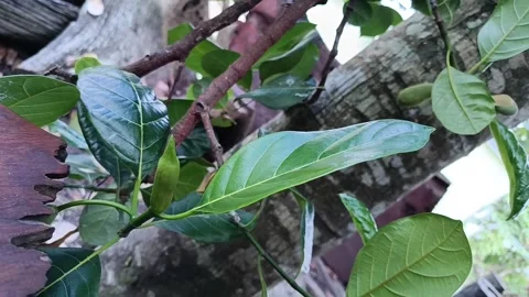 Close Up of Young Jackfruit Shoot Growing on Tree Stock Footage 340373693