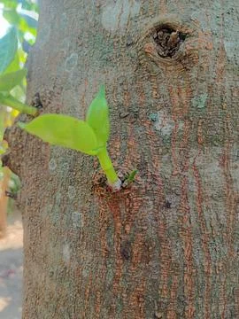 Close-up of a young jackfruit shoot growing on the tree trunk in an orchard. nat Stock-Fotos