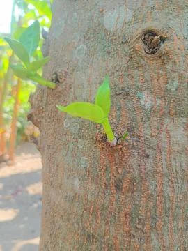 Close-up of a young jackfruit shoot growing on the tree trunk in an orchard. nat Stock-Fotos