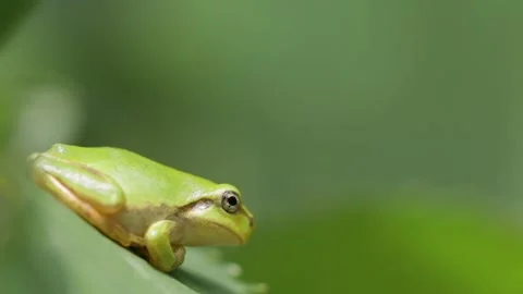 Close up of young Japanese green tree frog sitting on a leaf on sunny day Stock Footage 281167947