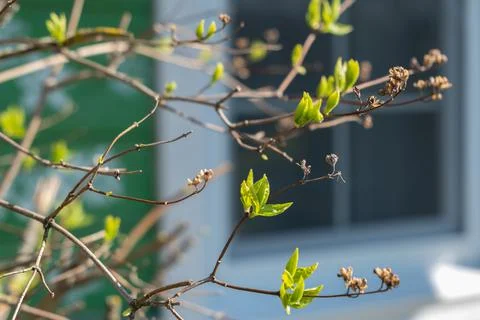 Close-up of young just opening spring leaves on a jasmine bush in sunlight, n Stock Photos