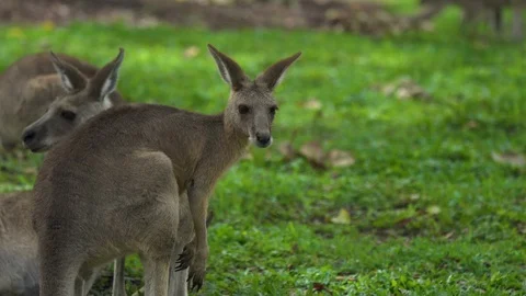 Close up of a young Kangaroo in Queensland, Australia Stock Footage 108501917