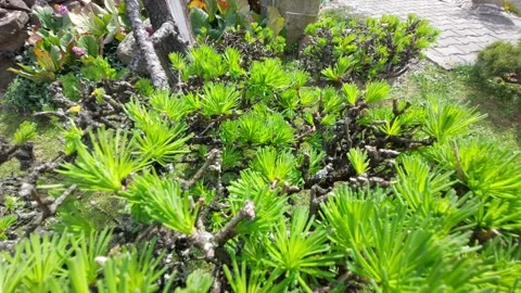 Close up of young larch tree branch with fresh green needles in spring Stock Footage 333641682