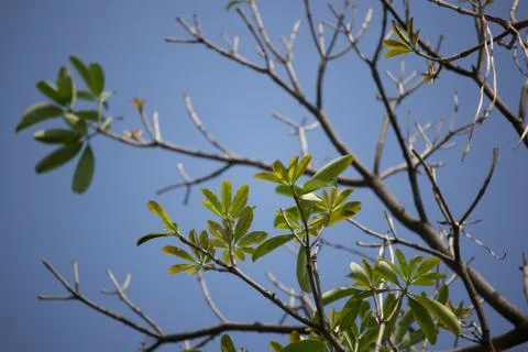 Close up Young leaf of Blackboard Tree Stock Photos