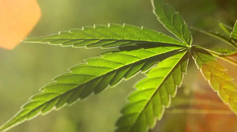 Close up young leaf of Cannabis / Marijuana plant with sunset lens flare HD Stock Footage