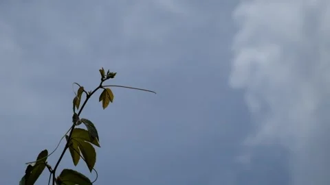 Close up of young leaf shoots and tendrils swaying in the wind against a blu Stock Footage 291602648