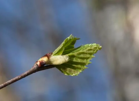 The close-up of young leaves in the spring. Stock Photos