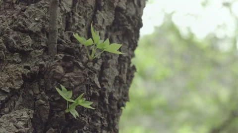 Close-up of Young Leaves on a Tree Bark Stock Footage 282934717