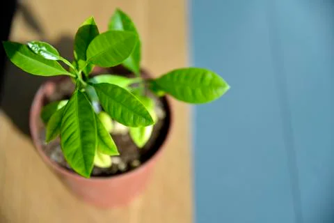 Close up Young lemon tree on the Pot under the sun Stock Photos