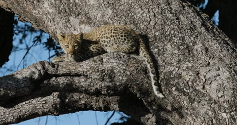 Close-up. Young leopard cub sitting on a branch of a tree Video stock 248132490