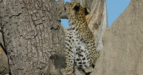 Close-up. Young leopard cub sitting between the fork of a tree,termite mound Video stock 248139158