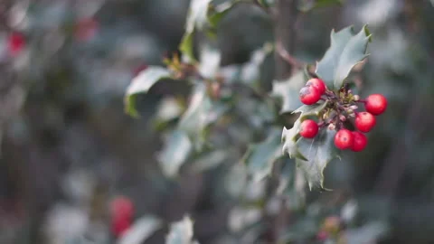 Close up young lingonberries on a tree branch. Red berries growing on a tree.   Video stock 131056926