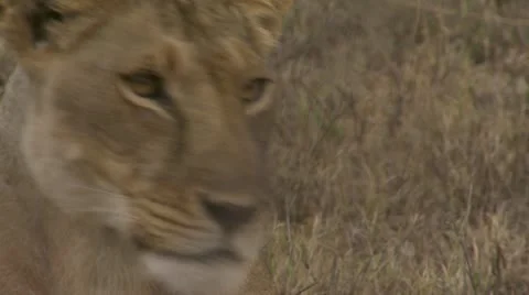 Close-up young lion, branch Stock Footage 12647075