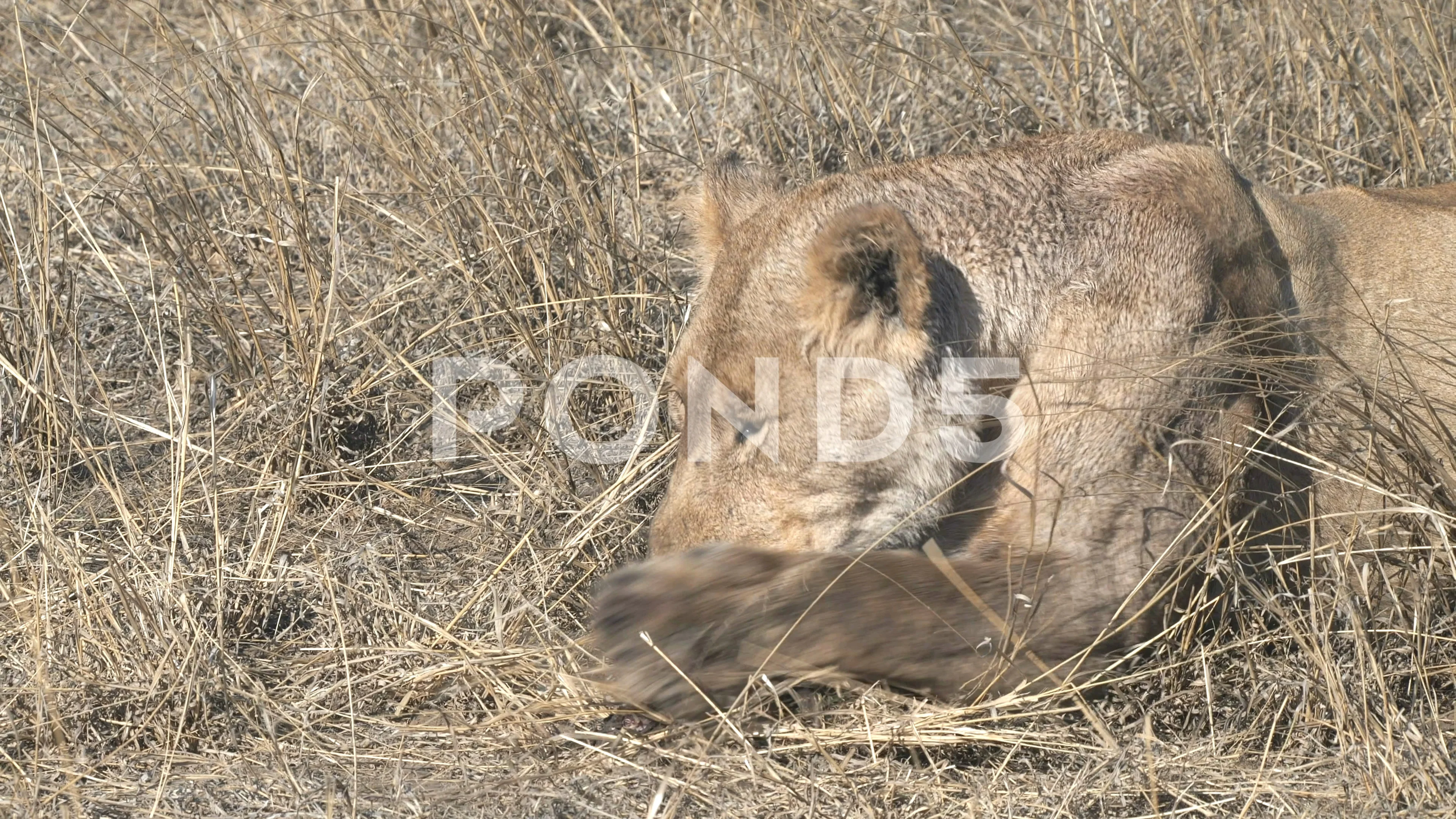 Close Up Of A Young Lion Cub Eating A Wa Stock Video Pond5