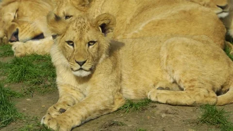 Close up of young lion  Stock Footage 271204973