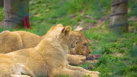 Close up of a young Lion Stock Footage 274581388