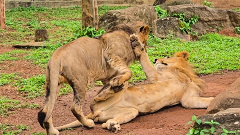 Close-Up of Young Lion Playing Affectionately with Father in Savanna. 4K Video stock 317923504