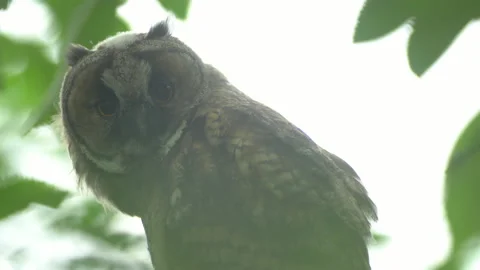 Close up of young long eared owl (Asio otus) gazing bizarrely. Stock Footage 143225905