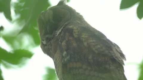 Close up of young long eared owl (Asio otus) gazing bizarrely. Stock Footage 143226029