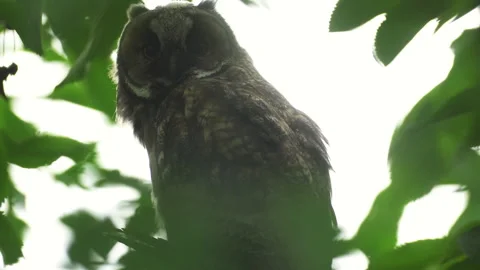 Close up of young long eared owl (Asio otus) gazing bizarrely. Stock Footage 143226575