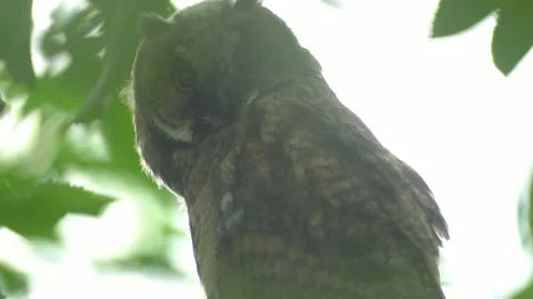 Close up of young long eared owl (Asio otus) gazing bizarrely. Stock Footage 143227129