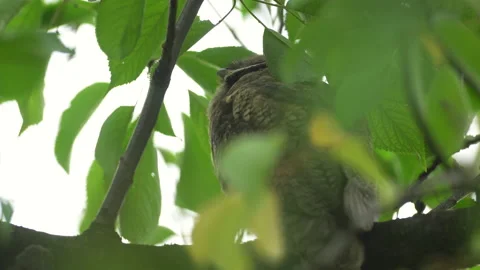 Close up of young long eared owl (Asio otus) sitting and falling asleep on. Stock Footage 143228272