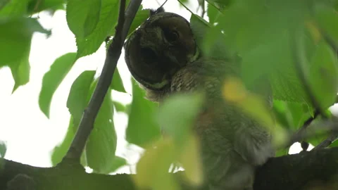 Close up of young long eared owl (Asio otus) gazing bizarrely. Stock Footage 143228311
