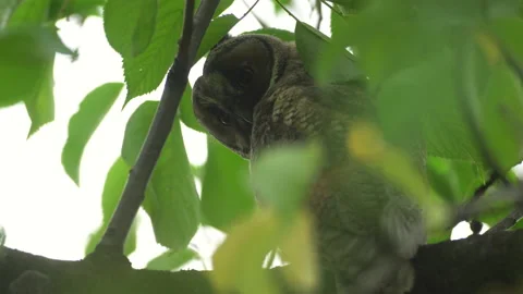 Close up of young long eared owl (Asio otus) gazing from the tree by big eyes. Stock Footage 143229080