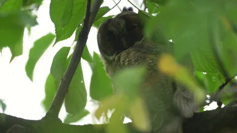 Close up of young long eared owl (Asio otus) stretching. Stock Footage 143229090