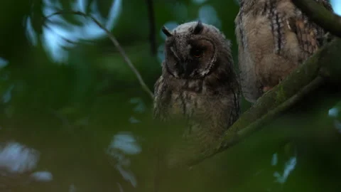 Close up of young long eared owl (Asio otus) group gazing by big eyes. Stock Footage 143231205