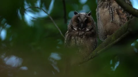 Close up of young long eared owl (Asio otus) group gazing by big eyes. Stock Footage 143231257