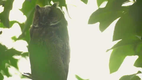 Close up of young long eared owl (Asio otus) gazing bizarrely. Stock Footage 143378088