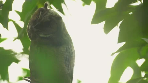 Close up of young long eared owl (Asio otus) gazing bizarrely. Stock Footage 143378694